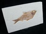 Fat Knightia Fossil Fish - Wyoming #7600-2